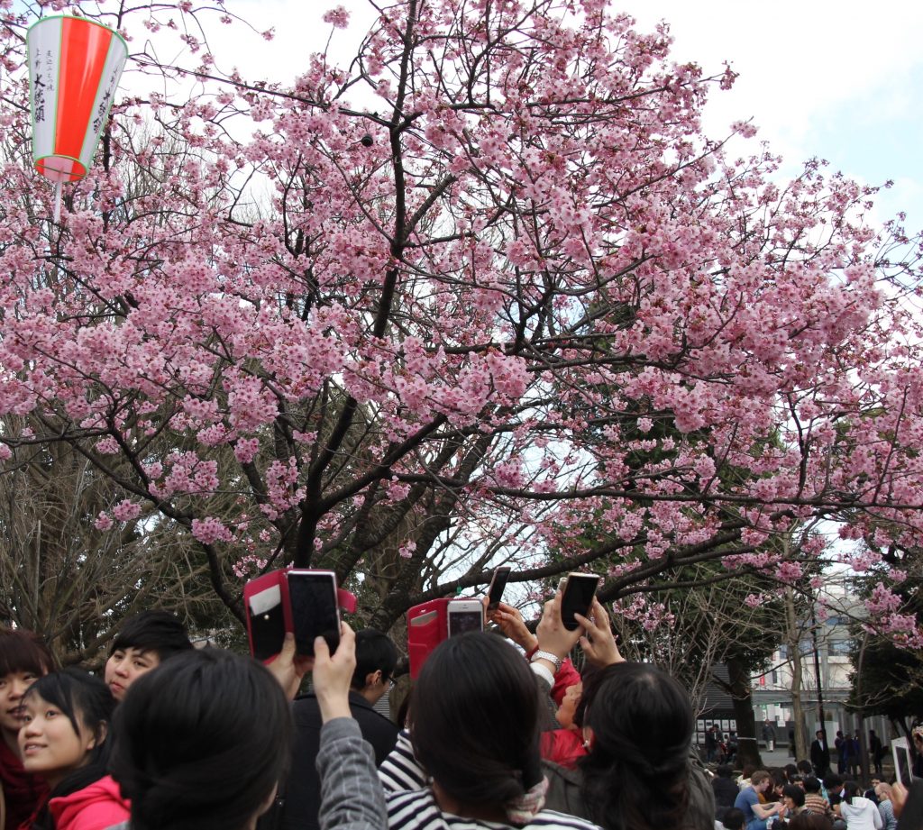 fotoshoot boom Japan tijdens Kersenbloesem